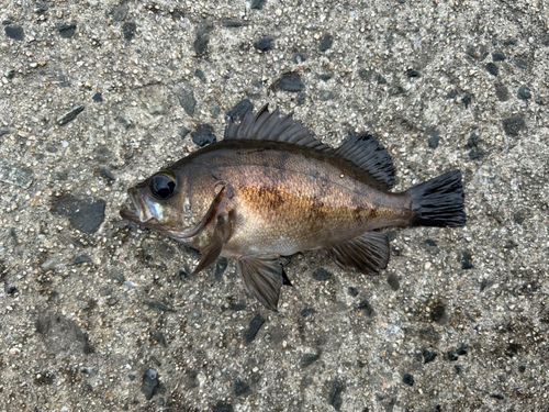 メバルの釣果