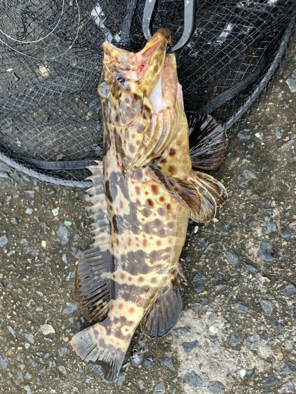 チャイロマルハタ