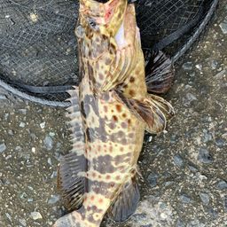 チャイロマルハタ