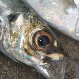 アジ