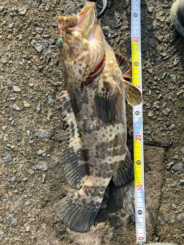 チャイロマルハタ