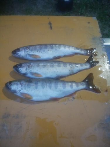 アマゴの釣果