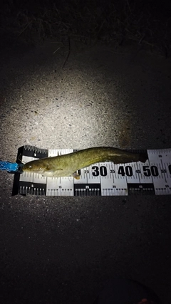 マナマズの釣果