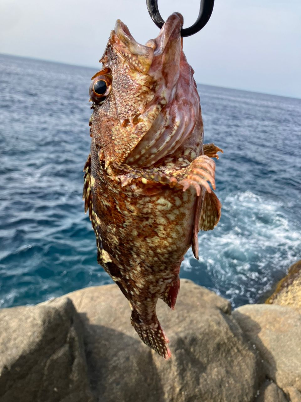 ゆずっしーさんの釣果 1枚目の画像