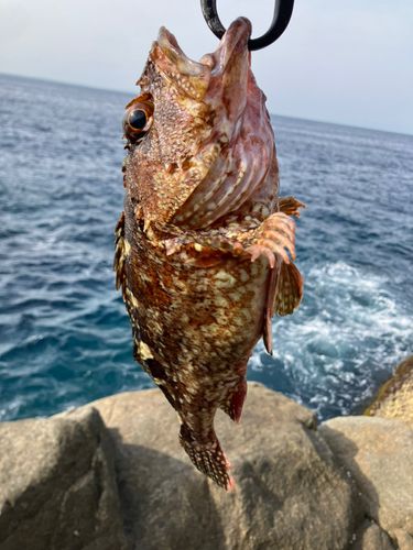 アラカブの釣果