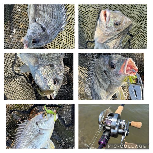 キビレの釣果