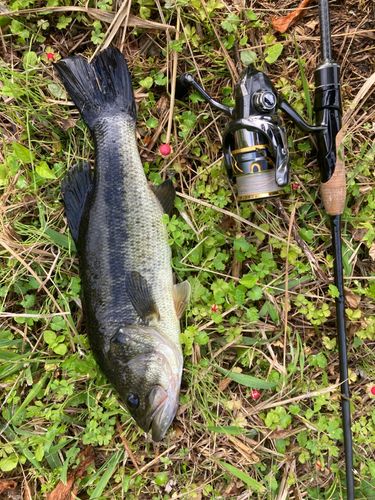 ブラックバスの釣果