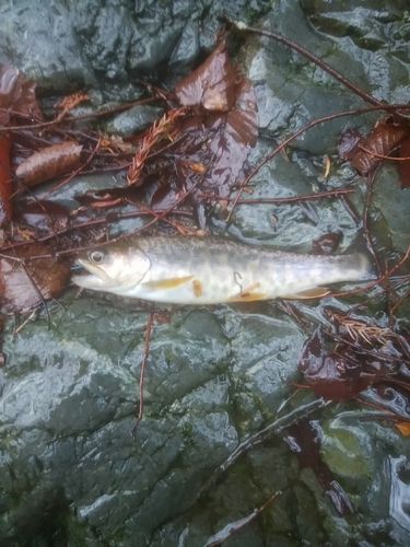 カワサバの釣果