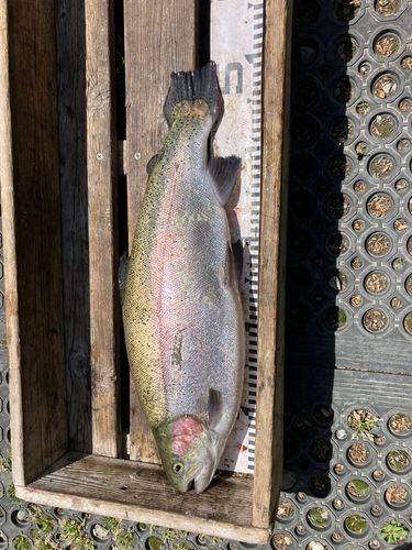 ニジマスの釣果