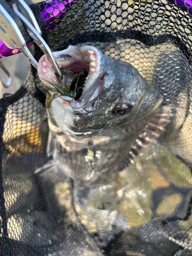 キビレの釣果