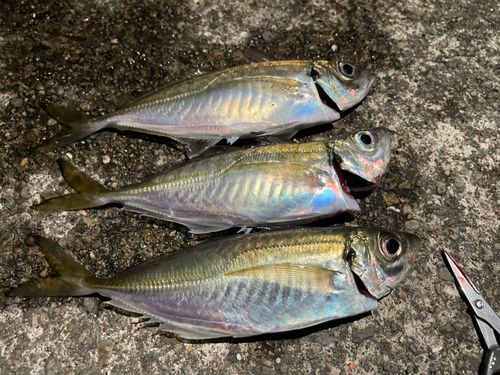 アジの釣果