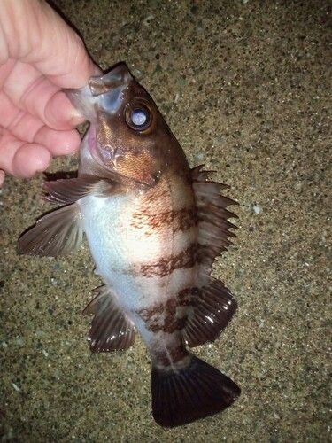 メバルの釣果