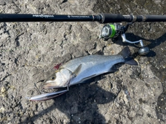 セイゴ（ヒラスズキ）の釣果