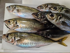 アジの釣果