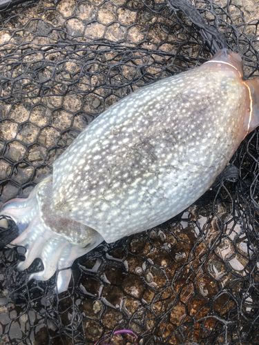 コウイカの釣果