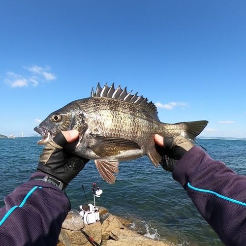 チヌの釣果