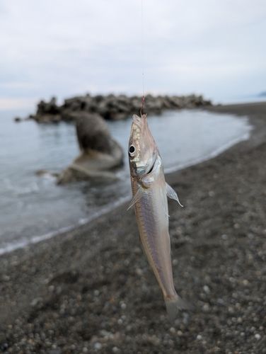 キスの釣果
