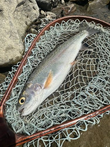 ニジマスの釣果