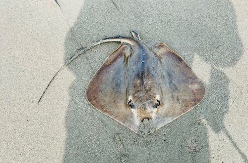 アカエイの釣果