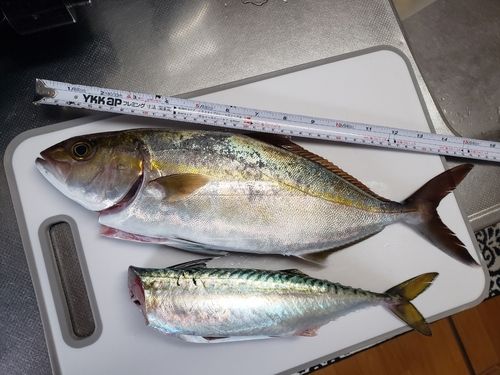 ショゴの釣果