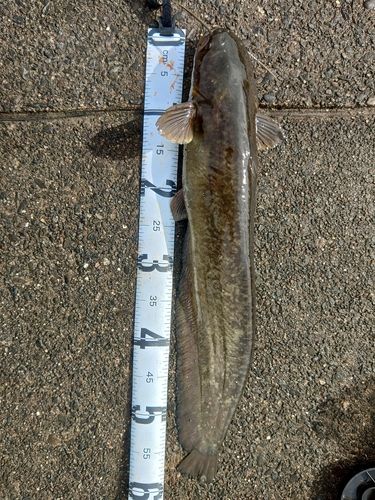 ナマズの釣果