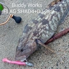 アイナメの釣果