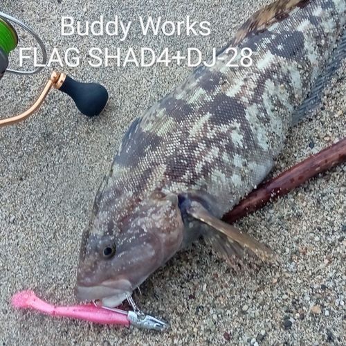 アイナメの釣果