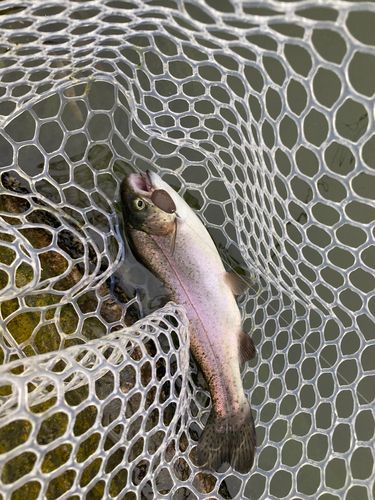ニジマスの釣果