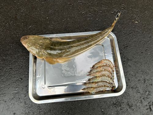 マゴチの釣果