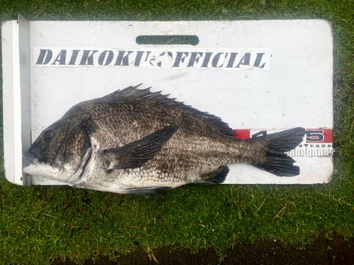 クロダイの釣果