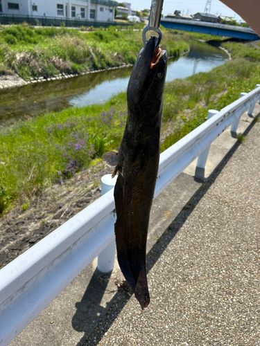 ニホンナマズの釣果
