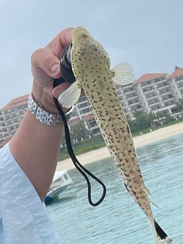 オグロトラギスの釣果