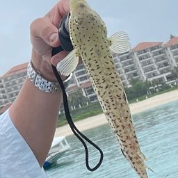 オグロトラギス