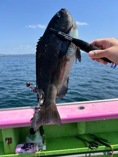 メジナの釣果