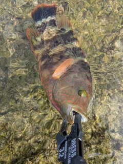 ヒロサーの釣果