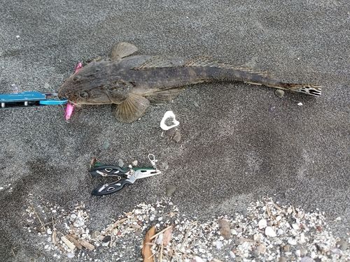 マゴチの釣果