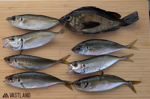 メバルの釣果