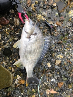 キビレの釣果