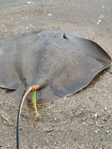 アカエイの釣果