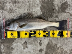 フッコ（マルスズキ）の釣果