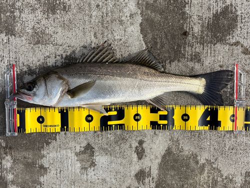 フッコ（マルスズキ）の釣果