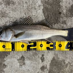 フッコ（マルスズキ）