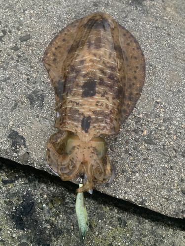 アオリイカの釣果