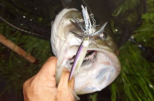 ラージマウスバスの釣果