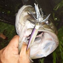 ラージマウスバス