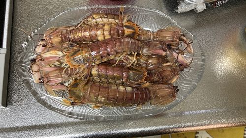 シャコエビの釣果