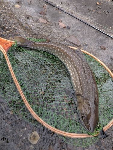 アメマスの釣果