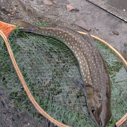アメマス