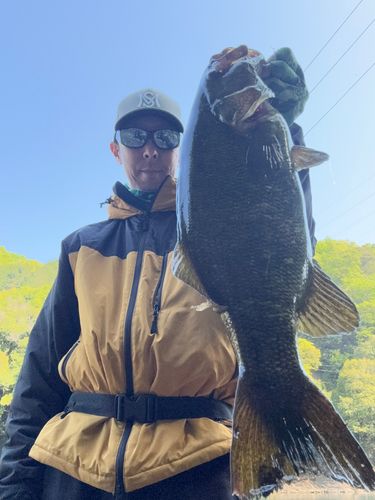 スモールマウスバスの釣果