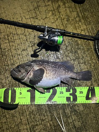 クロソイの釣果